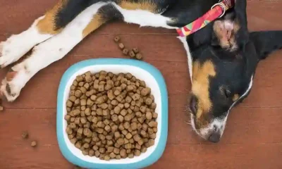 Dog Food