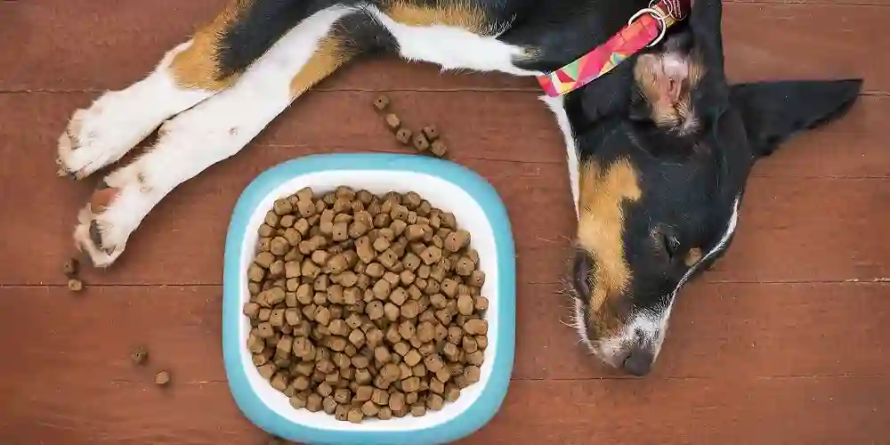 Dog Food