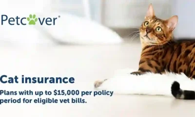 Cat Insurance