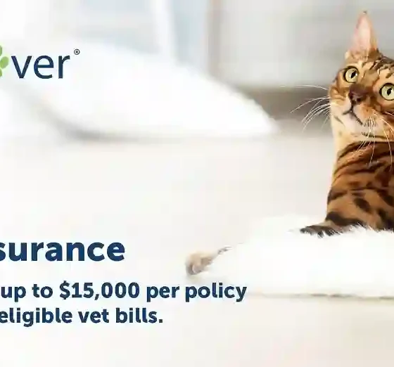 Cat Insurance